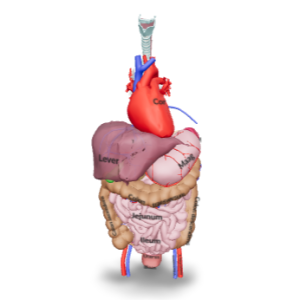 Abdomen Anatomy TM SYS 3D