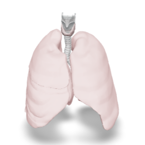 Anatomy Airways Opaque Lungs TM SYS 3D