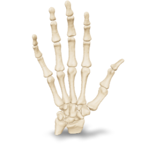 Bone of the Hand TM SYS 3D