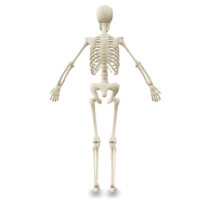 Human Skeletan TM SYS 3D