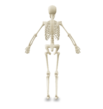 Human Skeletan TM SYS 3D